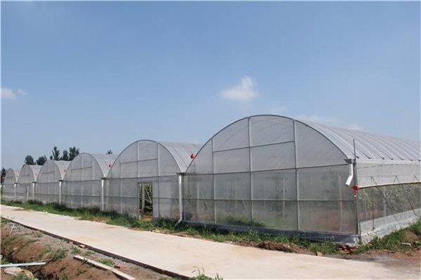 簡(jiǎn)易拱型溫室大棚