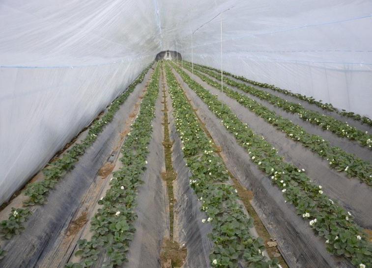 陜西溫室大棚廠家