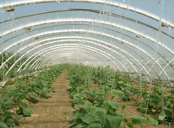 西安復(fù)合型大鵬廠家